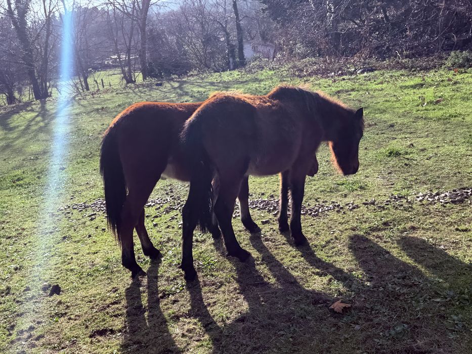 Cavalos garranos letra U