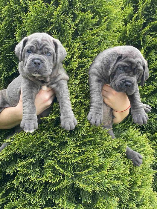 Щастя поруч Львівському питомнику-Cane corso