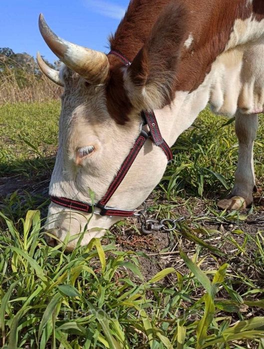 Амуніція для коня, корови недоуздок, намордник