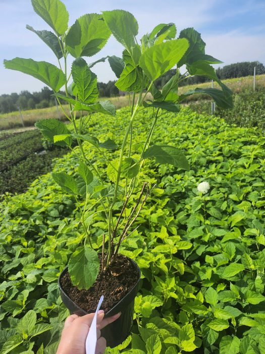 Hortensja krzewiasta Anabelle, bukietowa olbrzymie kwiaty