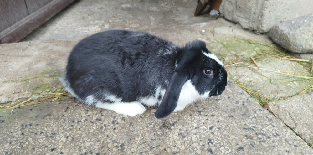 Króliki hodowlane , samice