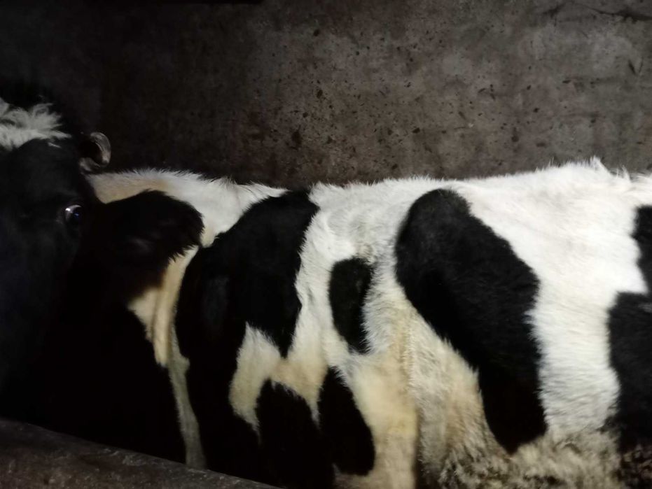 Продається корова