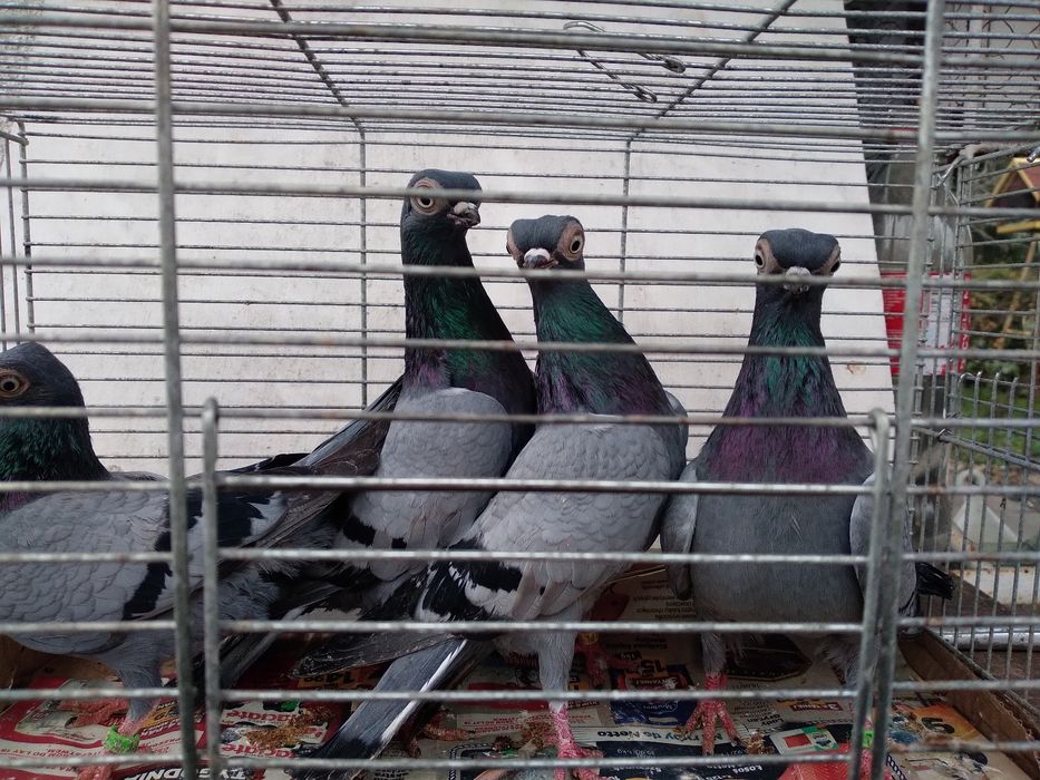 Szek polski, mewka polska