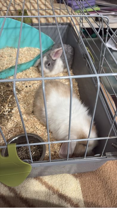 Gaiola para coelho