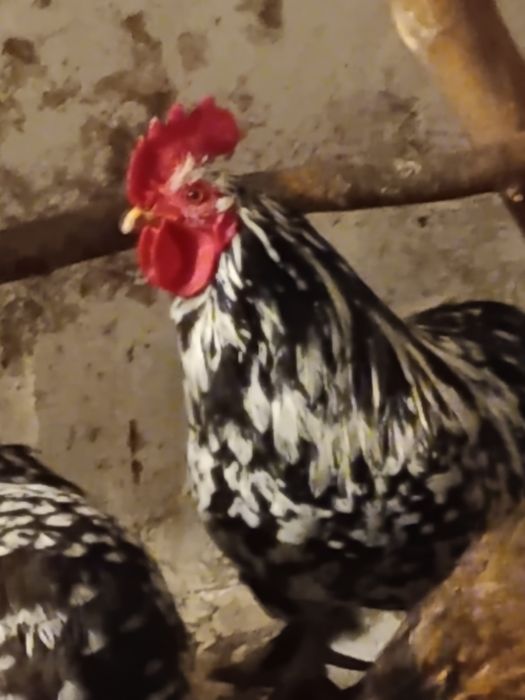 Продам Карликові кури кохінхіни мармурові