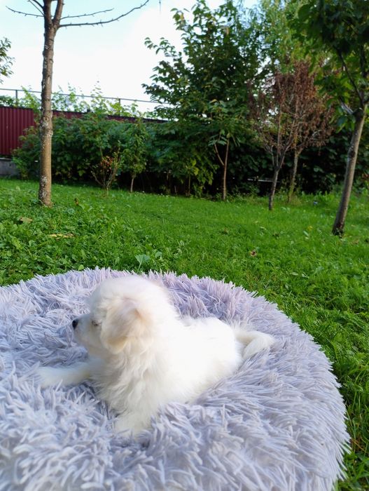 Мальтійська болонка мальтезе цуценята