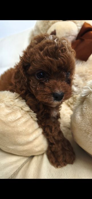 Пудель Киев ред браун red brown