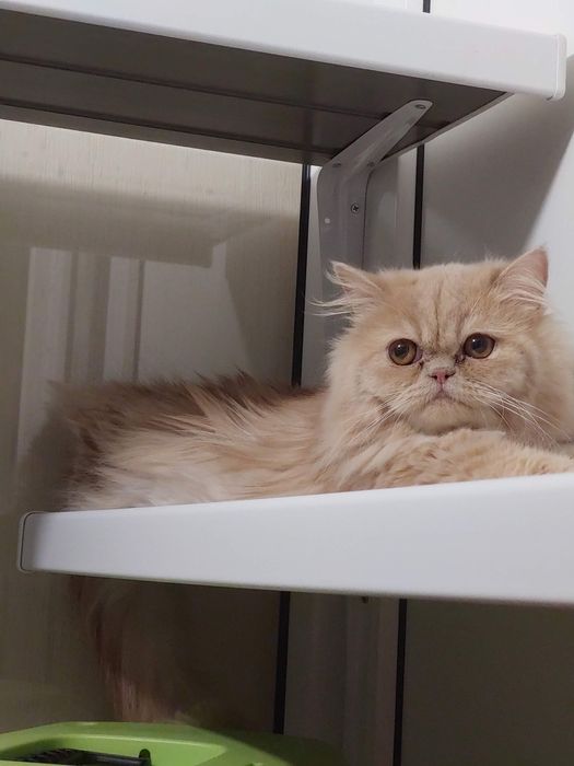 Передержка круглосуточно от 75 грн коти,собаки,гризуни