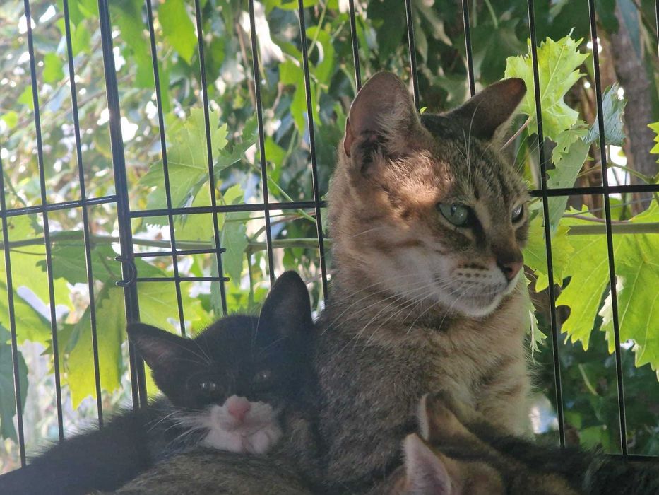 Gatos bebés para adoção consciente
