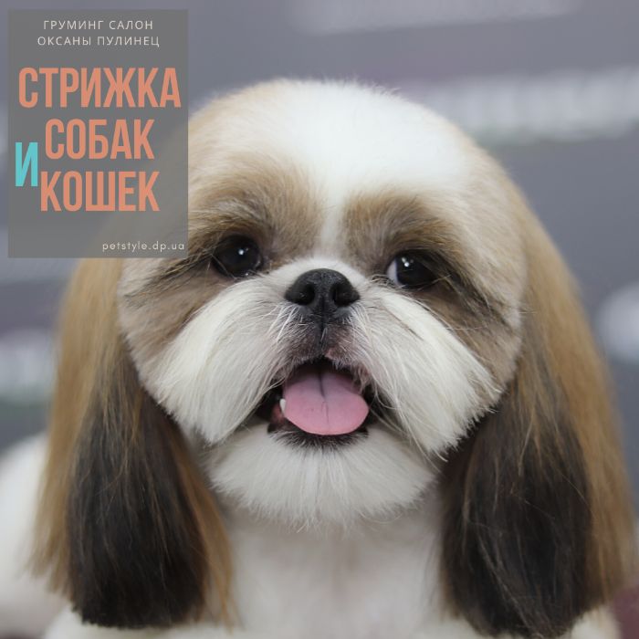 Стрижка собак и кошек, тримминг. Центр. Груминг домашних животных.