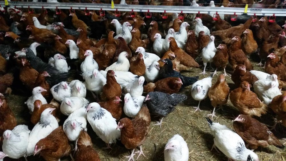 kury kokoszki nioski rosa