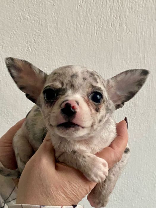 Blue merle ,Chihuahua szczeniak piesek , Śląsk