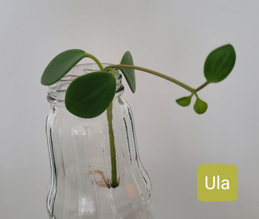 Peperomia Tetraphylla Hope ukorzeniona szczepka