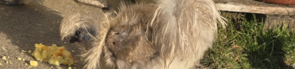 Kury  ozdobne  silki USA