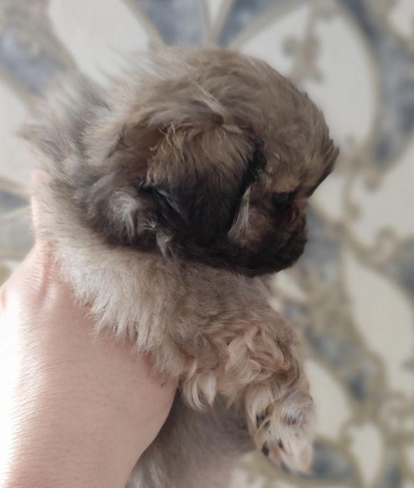 дівчатка карликового  пекінеса