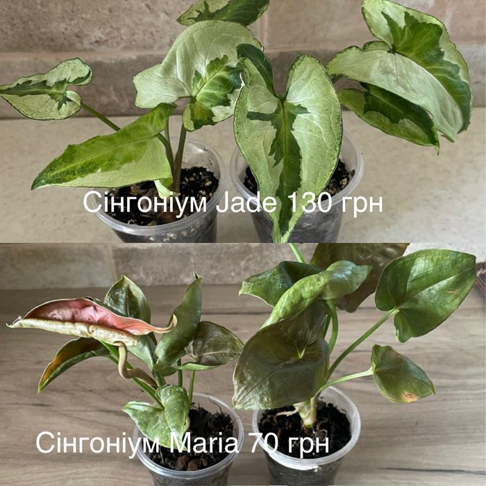 Епіпремнум n’joy, happy leaf, marble queen,сінгоніум jade філодендрон