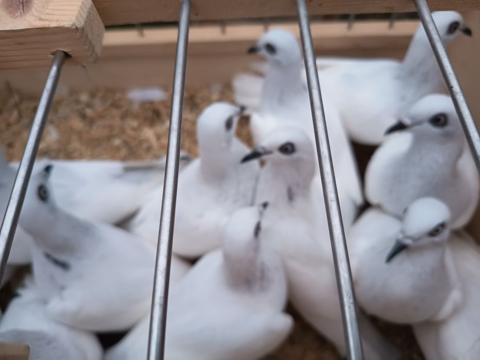 Do sprzedania jasne srebrniki. Cena od 30 do 60 za sztukę.