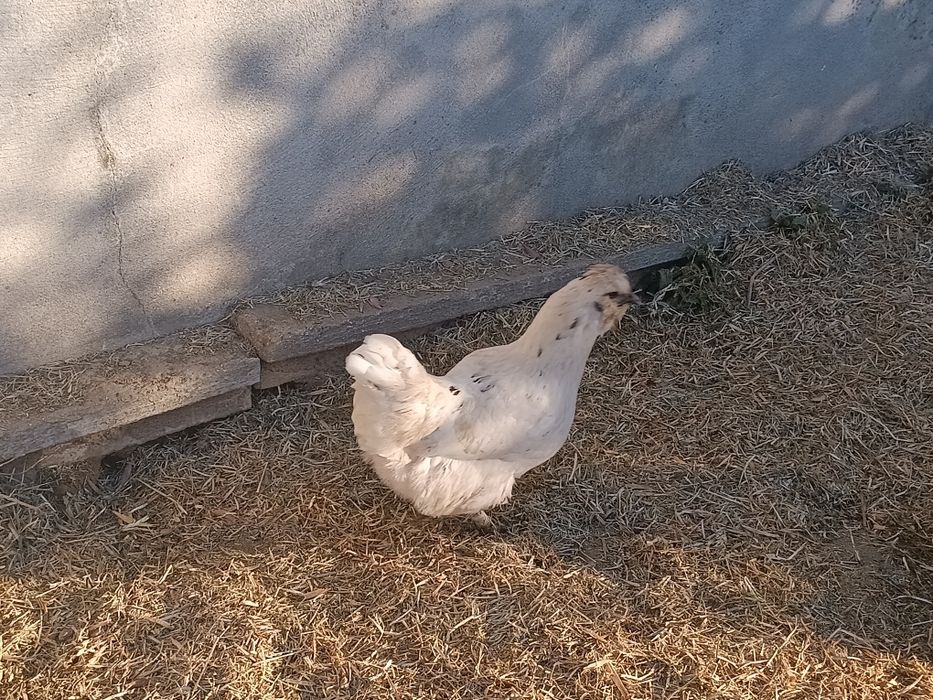 Garnizo  para venda