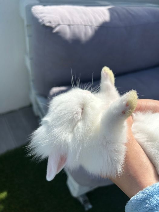 Coelhos anões mini teddy
