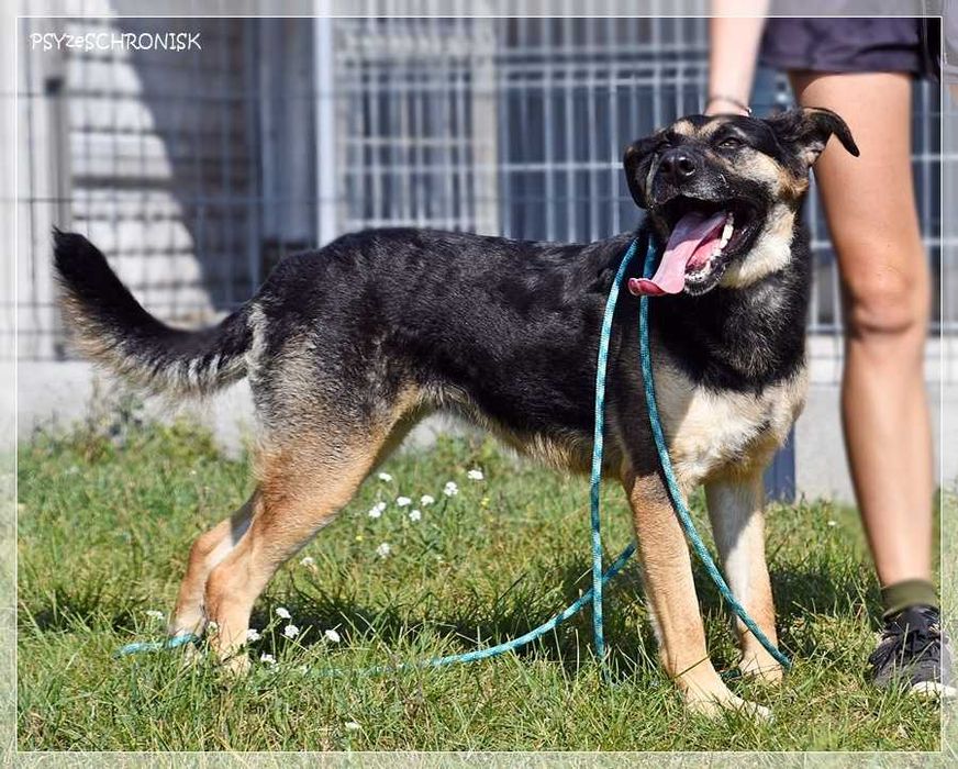 Energiczna Zara szuka domu