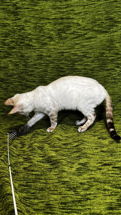 Бенгальські кошенята