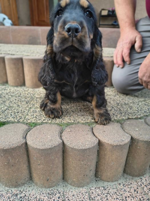 cocker spaniel angielski suczka