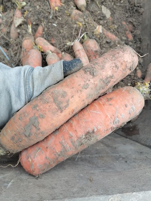 Marchew gruba 25kg od rolnika wysyłka inpost paczkomat