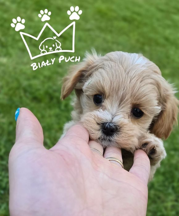Mini  maltipoo f1 toy samiec Sunia malusia badania wyprawka paszport