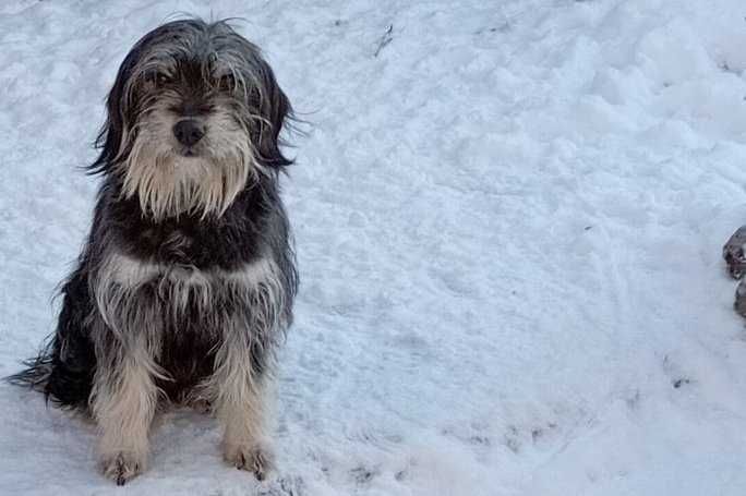 Молода дівчинка Пері за вартість стерилізації