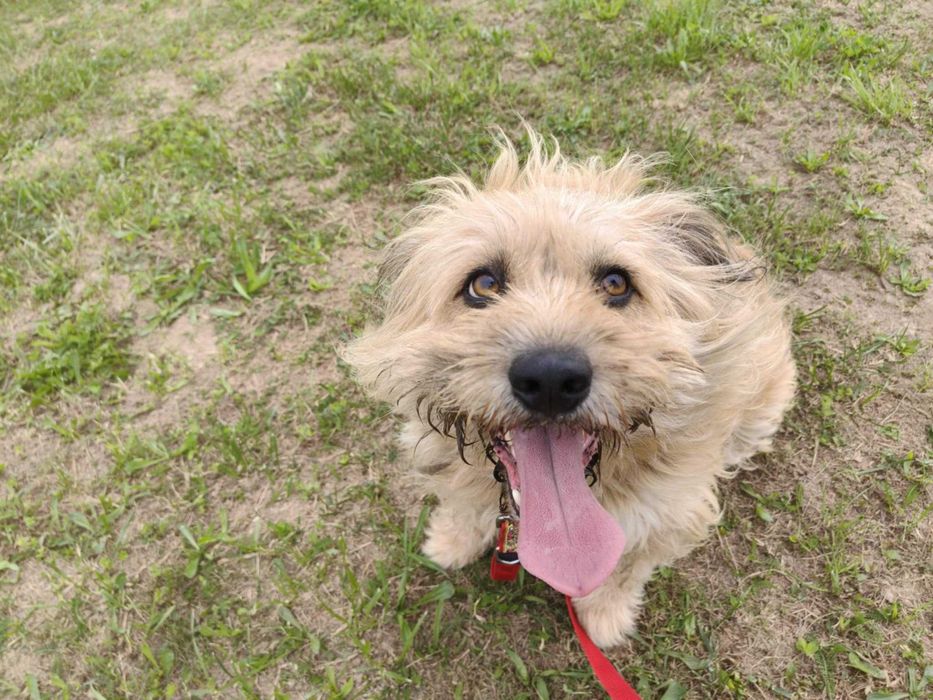 Bandi - pies szuka domu