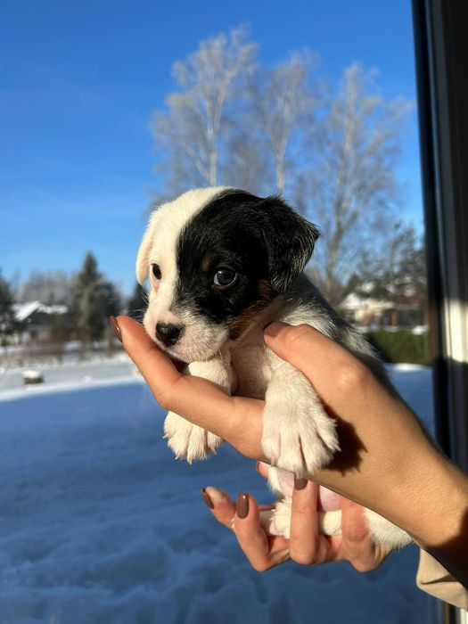 Szczenię, suczka Parson Russell terrier
