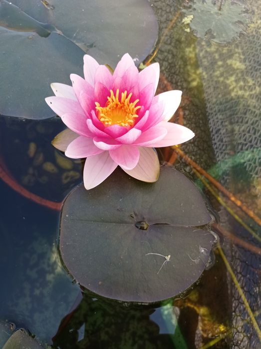 Disponíveis plantas para lagos