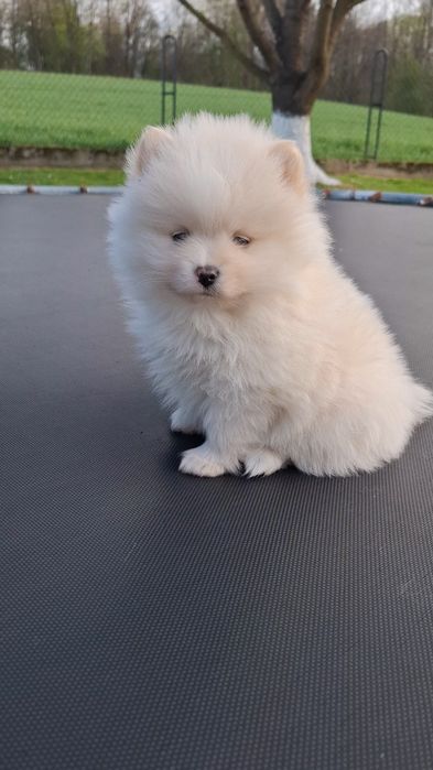 Szpic miniaturowy Pomeranian