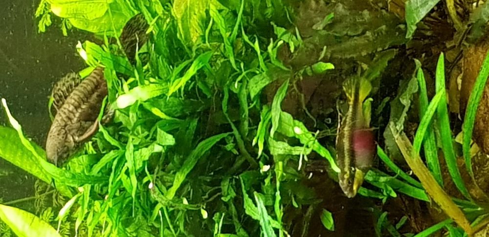 Rośliny akwariowe Microsorum pteropus trident