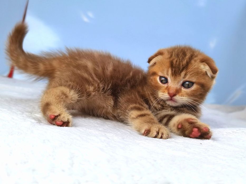 Циннамоновый вислоухий котенок. Документы. Прививки. Доставка