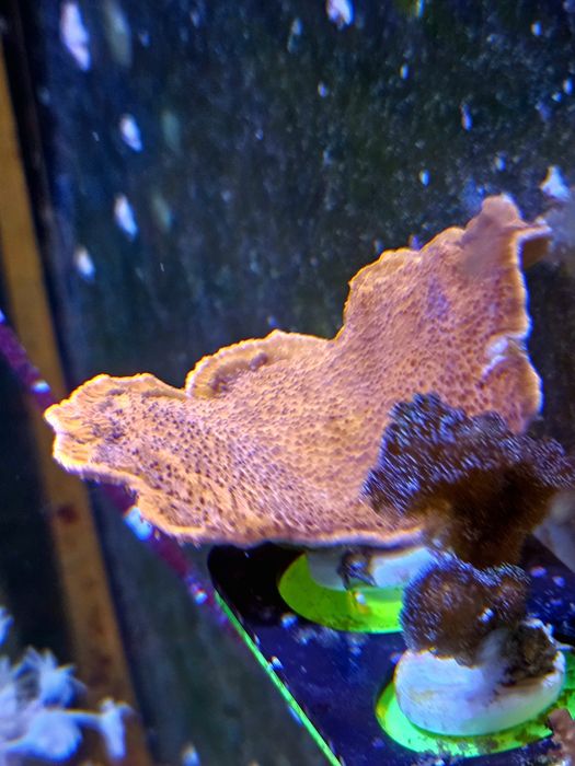 Pack de 5 corais faceis