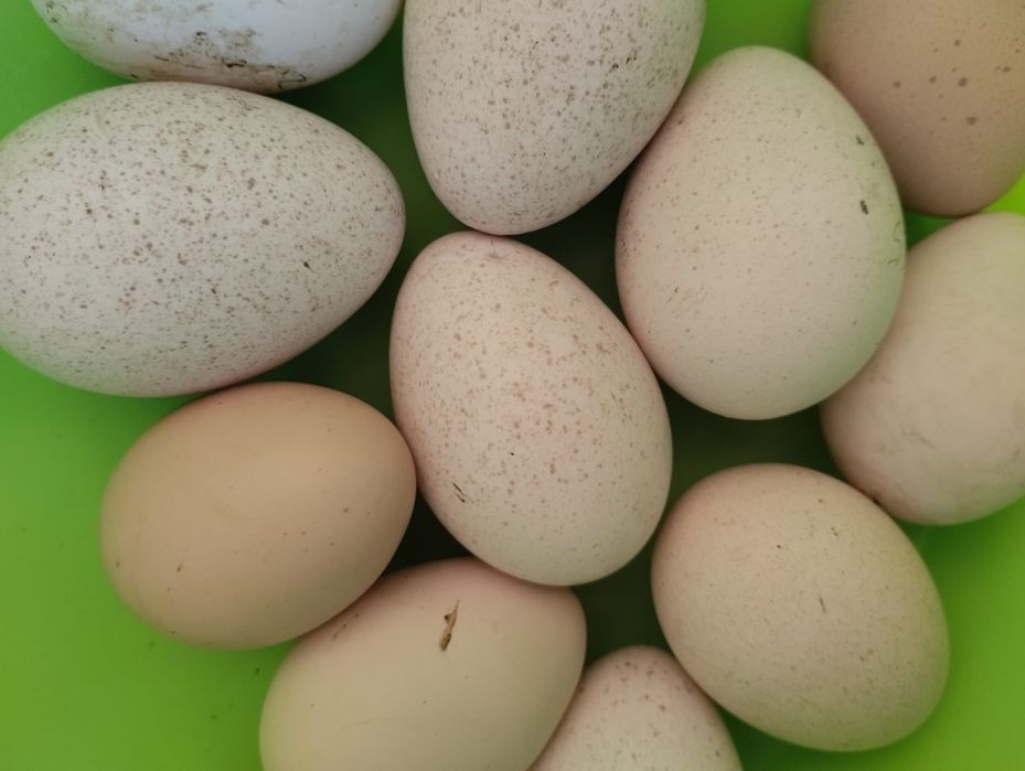 Aves criadas ao ar livre, a solta