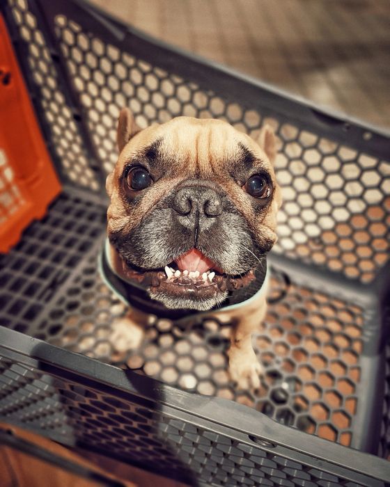 Французский бульдог приглашает на вязку