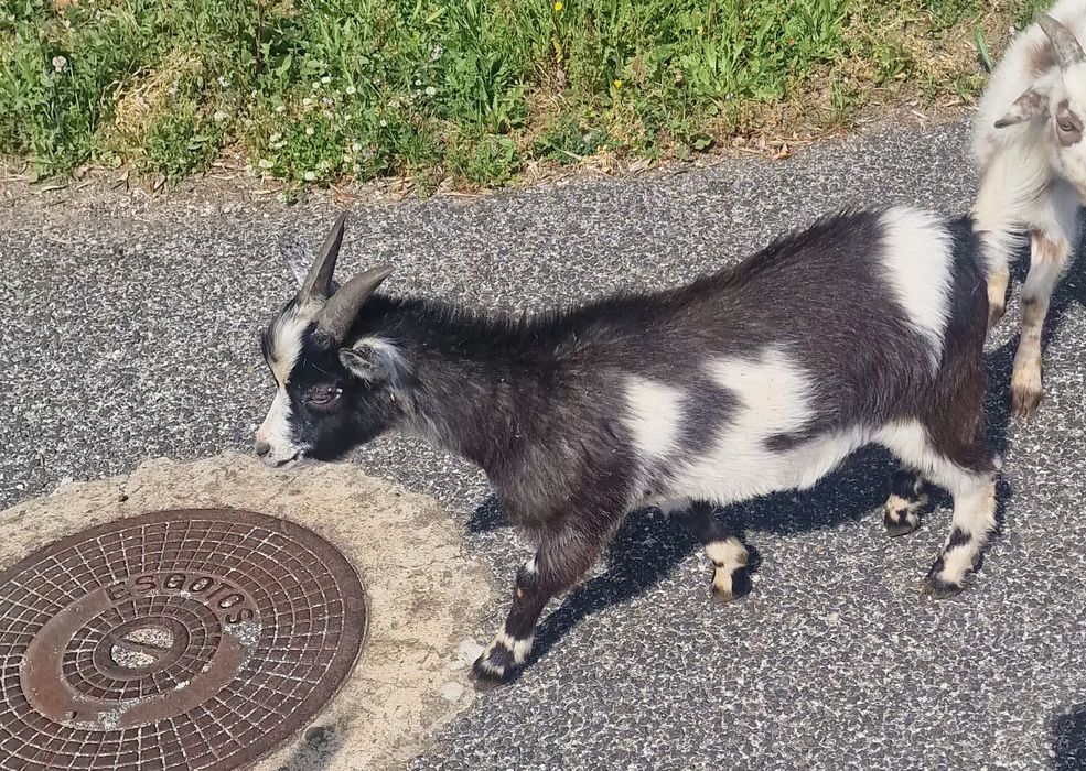 Cabrito anãs  5 meses