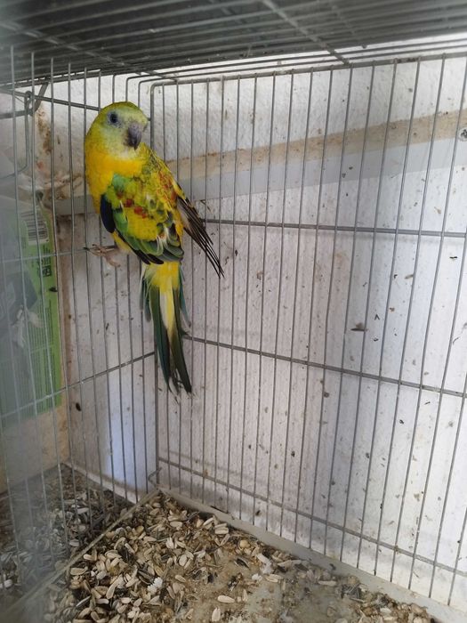 Red rumped parakeet