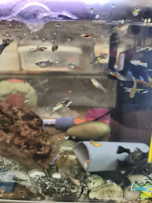 Guppies variedade despachar