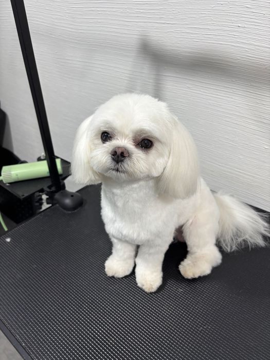 Грумінг собак Львів Сихів | Стрижка собак DOG SPA