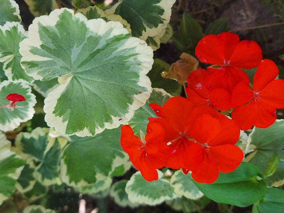 Герань пеларгонія калачики ампельна зональна зірчаста плющелиста духмя