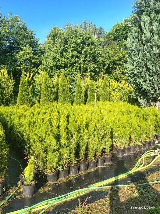 Tuja szmaragd 60-80 cm