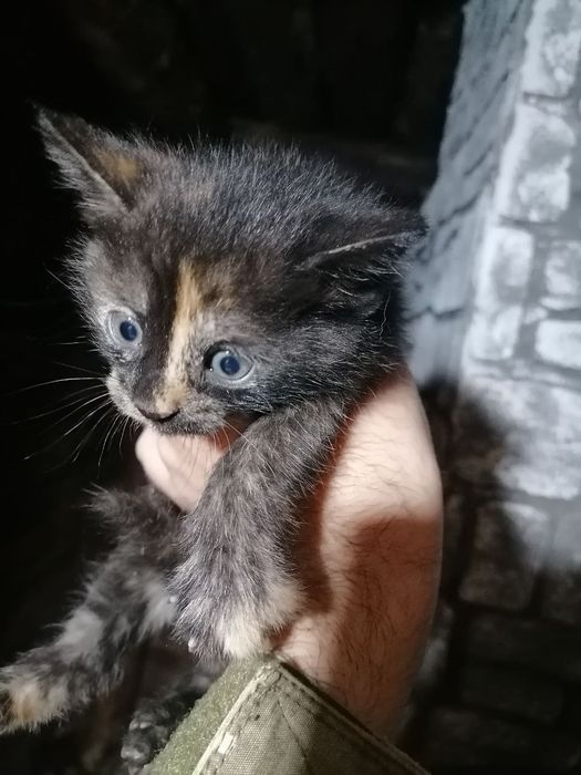 Кошенята безкоштовно