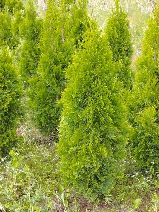 TUJA Szmaragd THUJA 80-160 cm.