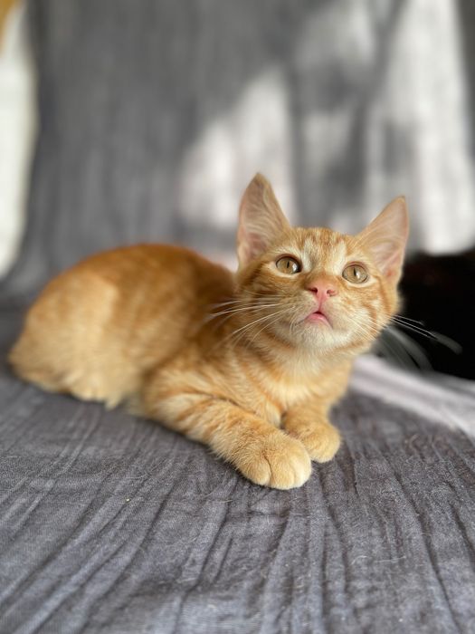 Котята отдам котенок котики