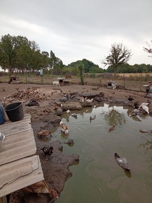 Продам уток разных возрастов