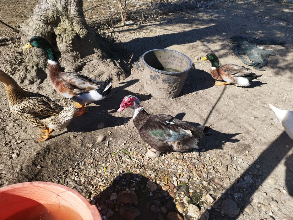Vendo patos mudos