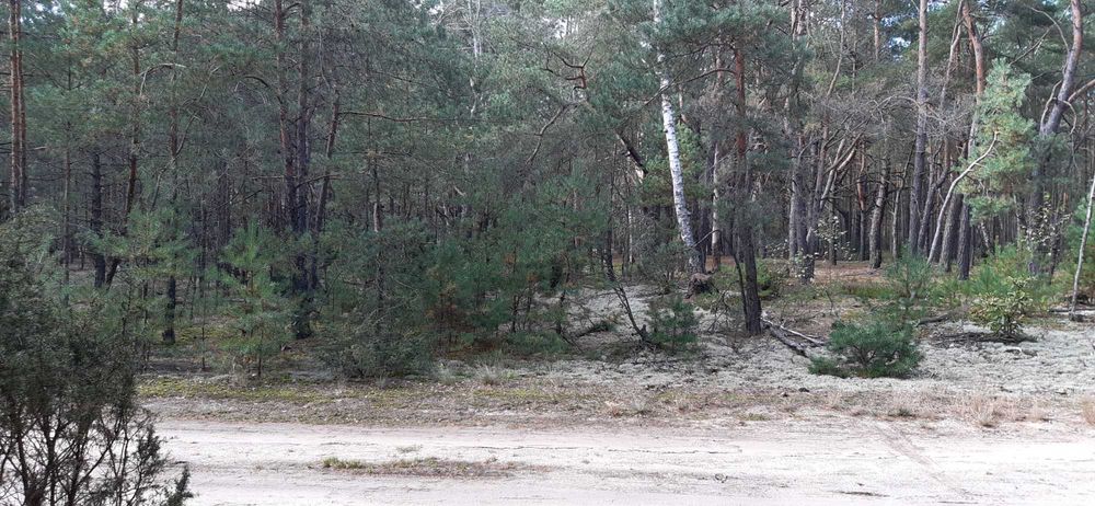 Działka budowlano-rekreacyjna 1400 m² | Popowo-Letnisko, gm. Somianka | MPZP - Widok 3